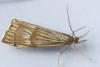 Chrysocrambus linetella